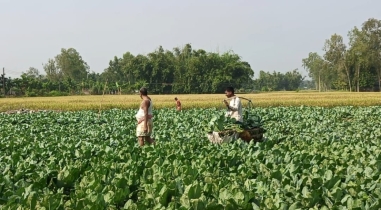 বন্যার ধকল কাটিয়ে আগাম ফুলকপি চাষ