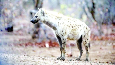 মিসরে ৫ হাজার বছর পর এক দাগওয়ালা হায়েনার সন্ধান