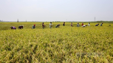 ব্যক্তি বা পরিবারের ৬০ বিঘার বেশি কৃষি জমি থাকলে বাজেয়াপ্ত