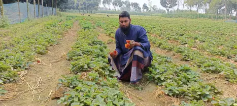 অল্প পুঁজি ও স্বল্প শ্রমে, বাংলাদেশে পরিচিত হয়ে উঠেছে বিদেশি ফল স্ট্রবেরি