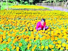 বিদায় বেলার শীতে বসন্তের দোলা