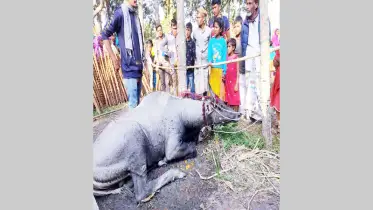 নাটোরে বিরল প্রজাতির  নীলগাই উদ্ধার