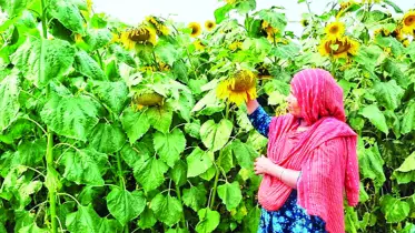 এক জমিতে তিন ফসল