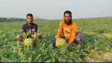 রমজানকে কেন্দ্র করে বাণিজ্যিকভাবে আগাম জাতের তরমুজ চাষ,বাম্পার ফলন 