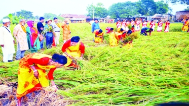 বরেন্দ্রজুড়ে আমন কাটার উৎসব শুরু, ব্যস্ত কৃষক