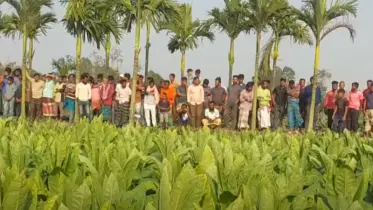 ভুট্টা ক্ষেত থেকে নারীর মাথাবিহীন লাশ উদ্ধার, পাওয়া যায়নি মাথা ও পরিচয়