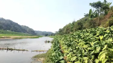 রামুতে দুই নদীর বুকে তামাকের থাবা