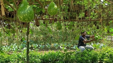 সবজির চাহিদা মেটাচ্ছে পারিবারিক পুষ্টি বাগান