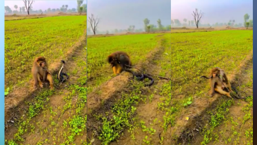 ছোবলের পরও গোখরাকে গলায় ঝুলিয়ে মালা বানাল বানর