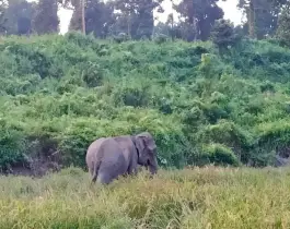 বাঁশখালীতে বন্য হাতির আক্রমণে কাঠুরিয়ার মৃত্যু