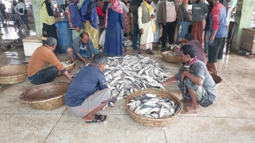 ট্রলারভর্তি ১৯৫ মণ ইলিশ, দাম ৪০ লাখ!