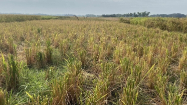 তালতলীতে রাতের আঁধারে কৃষকের পাকা ধান কর্তন