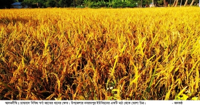 আদমদীঘিতে অবাধে চলছে নিষিদ্ধ ধানের চাষ, গোলা ভরায় সরকারও