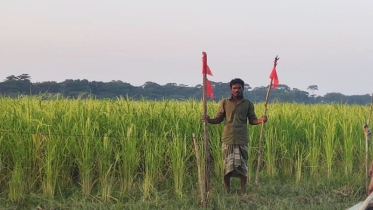 বাউফলে ৫শ একর খাস জমি উদ্ধার, উড়ানো হয়েছে লাল নিশান