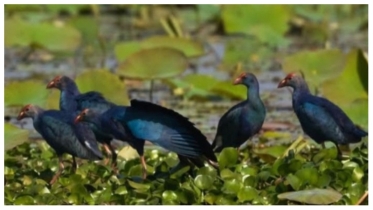 অতিথি পাখির কলতানে মুখরিত মুকসুদপুরের চান্দা বিল