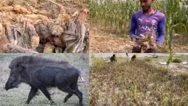 ভারতীয় শুকরের তাণ্ডবে কৃষকেরা বিপর্যস্ত