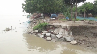 চাঁপাইনবাবগঞ্জে ভাঙনের মুখেও পদ্মায় বালু তোলার অভিযোগ