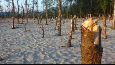 কক্সবাজারে সৈকত দখল ও ঝাউগাছ কেটে থার্টি ফাস্ট নাইট অনুষ্ঠানের চেষ্টা