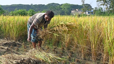 কীটপতঙ্গ নিয়ন্ত্রণে বালাইনাশকের বিকল্প বের করতে হবে