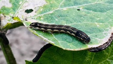 ফেনীতে ফসলের খেতে পোকার আক্রমণ