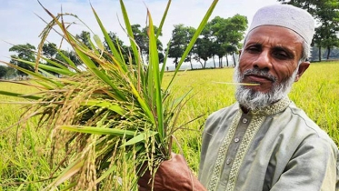 হবিগঞ্জে ব্রি ১০০ ও ৮৭ জাতের ধানের বাম্পার ফলন