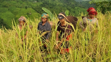 জুম চাষে বাম্পার ফলন, পাহাড়ি ঘরে ঘরে খুশির বন্যা