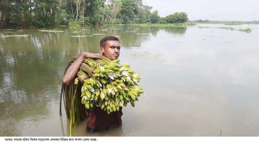 অপার  সৌন্দর্যের শাপলা যশোরে চাহিদা মেটাচ্ছে সবজিরও