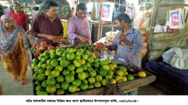 ঝালকাঠিতে জনপ্রিয় হয়ে উঠেছে মাল্টা চাষ