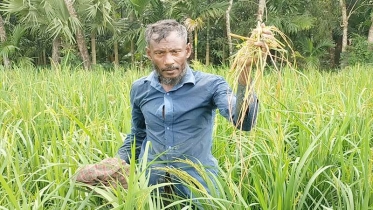 আমন ক্ষেতে ইঁদুরের আক্রমণ! দুশ্চিন্তাই কৃষক