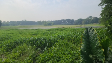 লৌহজংয়ে খাল দখল-ভরাটে ৬ হাজার হেক্টর জমি পানির নিচে, চাষাবাদ ব্যাহত