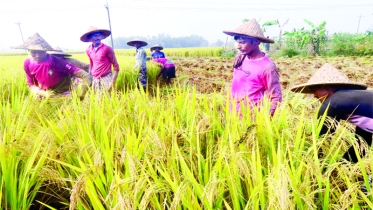 বগুড়ায় আমন কাটা শুরু, ব্যস্ত কৃষক