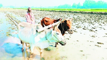 চাটমোহরে বোরো চাষ, উফশী জাতে ঝুঁকছেন কৃষক