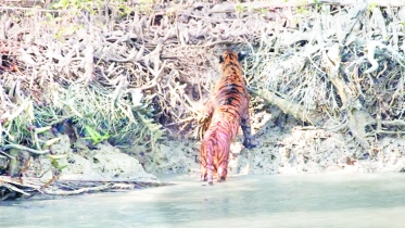 কটকায় একসঙ্গে তিন বাঘের দেখা পেলেন পর্যটকরা