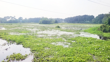 হাজারো হেক্টর জমি পানির নিচে