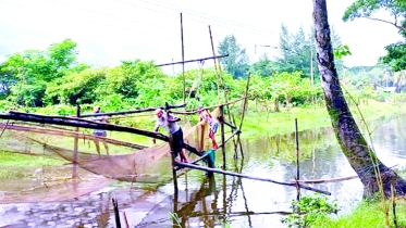 হারিয়ে যাচ্ছে দেশী মাছ