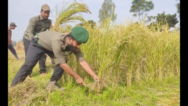 স্বেচ্ছায় ধান কাটলো আনসার সদস্যরা