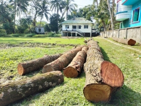 সরকারি গাছ কেটে বিক্রি করলেন প্রভাবশালীরা, বন কর্মকর্তার ভূমিকা প্রশ্ন