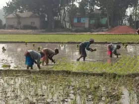 মাধবপুরে কৃষিতে নারীরা অবদান রাখছে, কিন্তু মজুরি নিয়ে অসন্তোষ