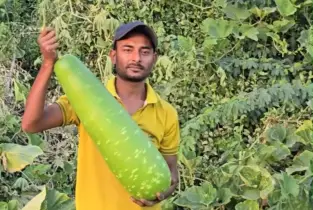 সৌদির মরুতে প্রবাসী বাংলাদেশির দেশীয় সবজির খামার