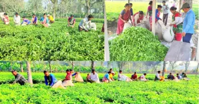 সবুজপাতার হাতছানি- নতুন মৌসুমে জেগে উঠেছে সমতলের চা বলয়