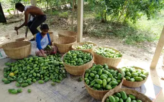 পাহাড়ি লেবুর দামে চাষিরা খুশি