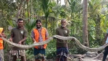 বাগেরহাটে ২০ ফুট লম্বা অজগর উদ্ধার, সুন্দরবনে অবমুক্ত