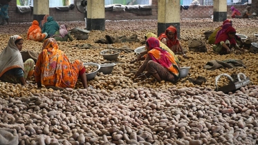 জয়পুরহাটে উচ্চ ফলনশীল আলুবীজের সংকট 