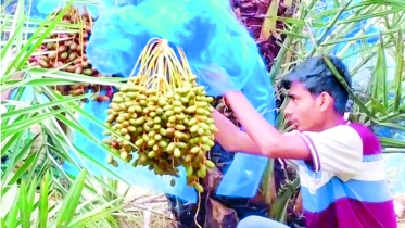 আরব দেশের খেজুর, চাষ হচ্ছে ২০ জেলায়