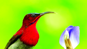 ক্ষুদ্র চিত্রিত শরীর, ইয়া লম্বা ঠোঁটে আছে গানও