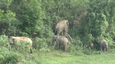 গারো পাহাড়ে আজও গড়ে ওঠেনি অভয়ারণ্য