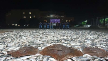 কোস্টগার্ডের অভিযানে ভোলায় ৫২০ মন জাটকা জব্দ