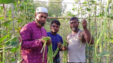 বরবটি চাষে আজগর আলীর সফলতা