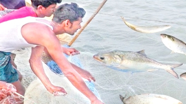 দৃষ্টিনন্দন ও সুস্বাদু ইলিশ