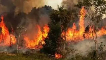 সুন্দরবনের চাঁদপাই রেঞ্জে আগুন, এখনো নিয়ন্ত্রণে আসেনি